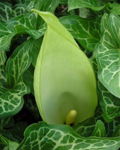 Arum maculatum.jpg
